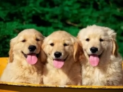 Foto Chiclana | �VILA FORNELL S.A. Veterinario