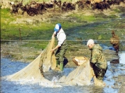 Foto Chiclana | Despesques de Estero