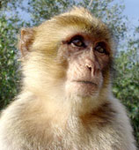 El mono de Gibraltar