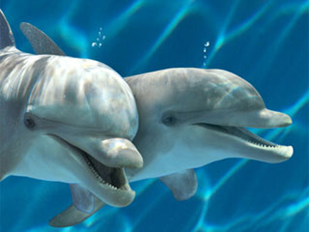 Zoo marine