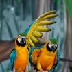 Zoo marine Aves