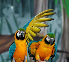 Zoo marine Aves