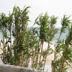 Playas de Bolonia, Costa de la Luz, Provincia C�diz