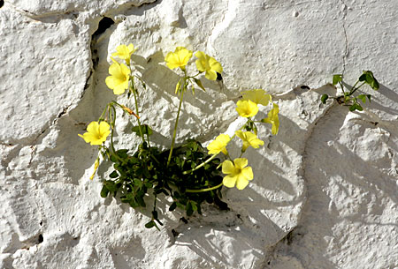 Primavera en Facinas, Costa de la Luz