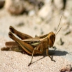 La naturaleza, Facinas, Costa de la Luz