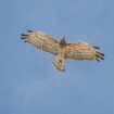 Foto fauna | Costa de la Luz | Andalucia