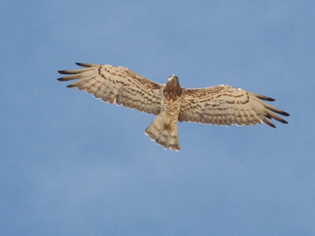 �guila culebrera en el Parque Natural de los Alcornocales. 