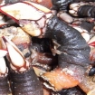 Imagen tapas típicas | Fisterra