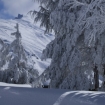 Pradollano, arboles y nieve en Sierra Nevada
