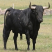 Imagem touros | Tarifa | C�diz Prov�ncia