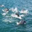 Delfines mulares