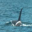 Orca