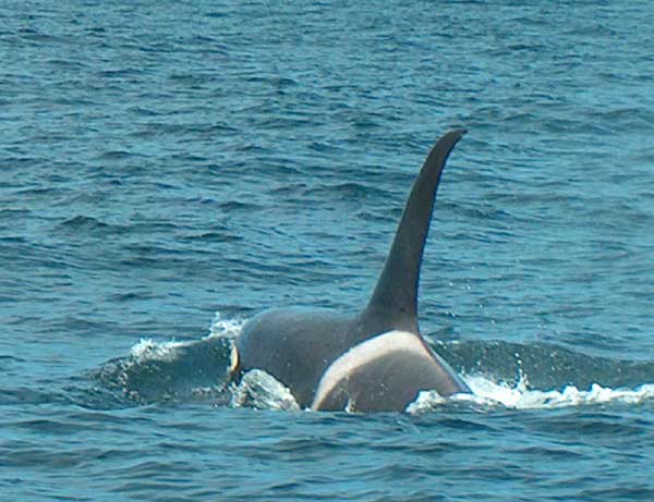 Orca