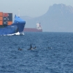 Orcas con Tarifa al fondo