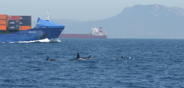 Orcas con Tarifa al fondo