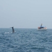 Cachalote picando frente a barco de Whale Watching