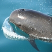 calder�n com�n del Estrecho de gibraltar
