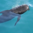 Avistamiento de Ballenas 