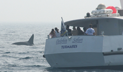 Barco de Whale watching con grupo de orcas. 