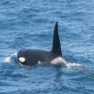 Orca 