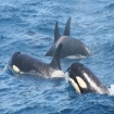 Avistamiento de Ballenas 