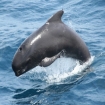 Avistamiento de Ballenas 