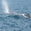 Avistamiento de Ballenas 