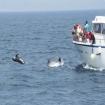 Calderones saltando en la proa de un barco. 