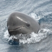Avistamiento de Ballenas 