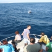 Whale Watching en el Estrecho de Gibraltar. Un grupo de turistas disfruta de los cet�ceos en el Estrecho de Gibraltar.
