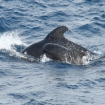Calder�n com�n del Estrecho de Gibraltar. 