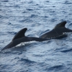 Calder�n com�n del Estrecho de Gibraltar. 