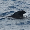 Calder�n com�n del Estrecho de Gibraltar. 