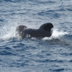 Calder�n com�n del Estrecho de Gibraltar. 