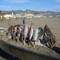 paseo maritimo						