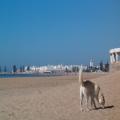 Playa de Essaouira						