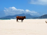 Foto Tarifa | Los Lances Norte