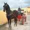 Venta de PRE Caballo Espa�ol; 