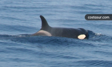 whale-watching-en-el-estrecho-1-4-gallery						