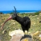 Ibis eremita