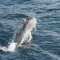 Whale an dolphin conservation society